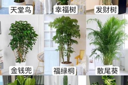 客厅摆放植物风水原则