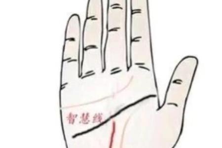 《手相学习百科》：智慧线