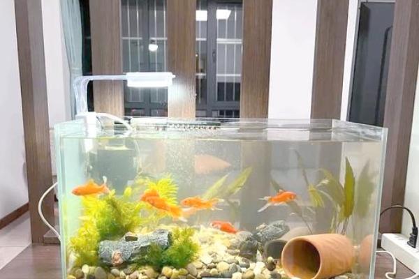 仓房养鱼风水好吗