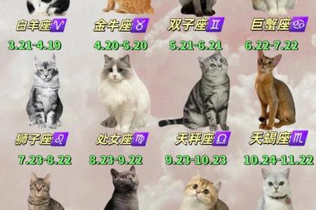 十二星座猫咪图欣赏：萌化你的心！
