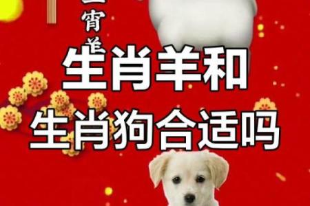 属羊的女人和什么属相最配对 属羊的女人和什么属相最配婚姻