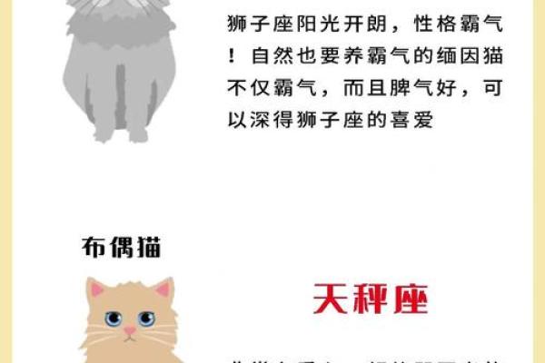十二星座的猫咪它们有着怎样不同的性格和行为特点