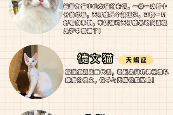 十二星座的猫咪它们有着怎样不同的性格和行为特点