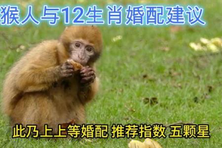 属猴正缘出现在哪年 属猴人婚姻配对表