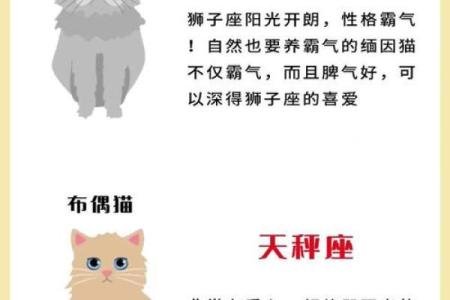 十二星座的猫咪它们有着怎样不同的性格和行为特点