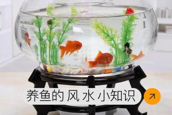 养鱼养几条好-千万注意条数对风水也有大影响