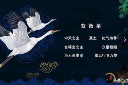 艺术紫薇斗数