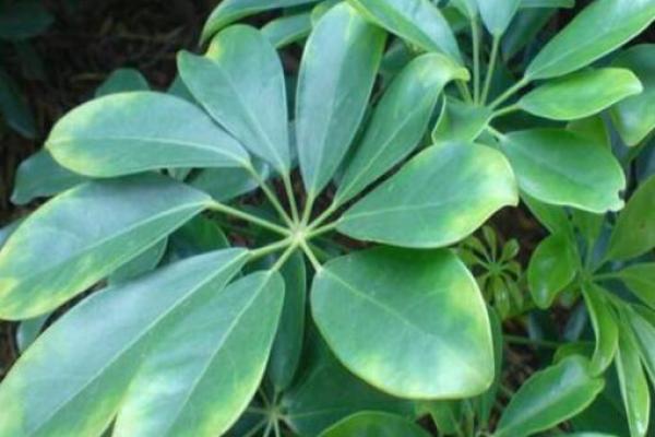 必须知道的风水植物优点有哪些？