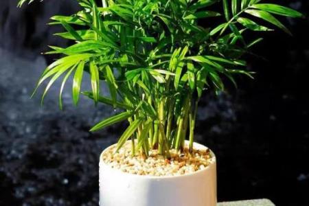 必须知道的风水植物优点有哪些？
