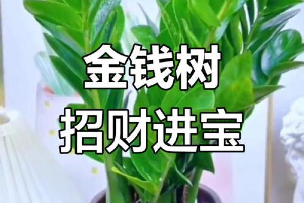 金钱木 风水