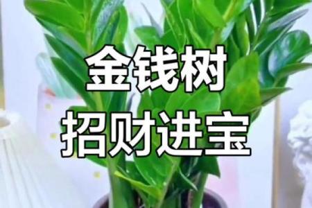 金钱木 风水