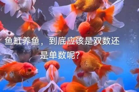 养鱼的喜忌：家庭养鱼风水讲究