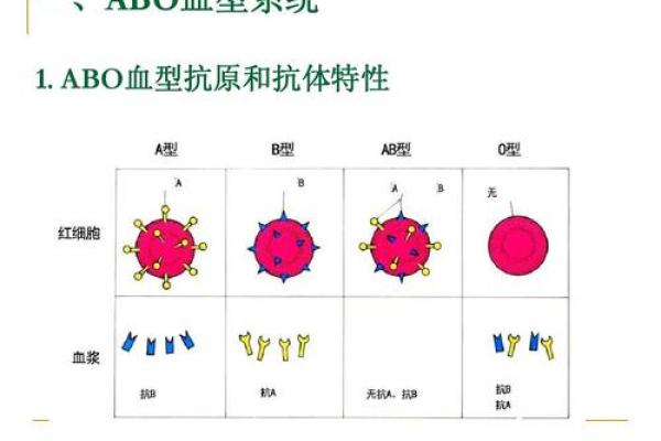 关于血型的婚姻综合症