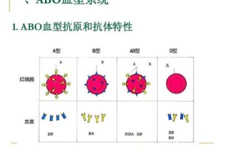 关于血型的婚姻综合症
