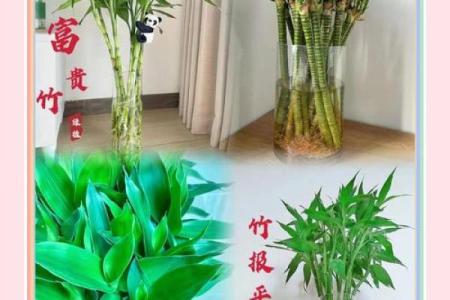 居家：富贵竹摆放在什么方位好