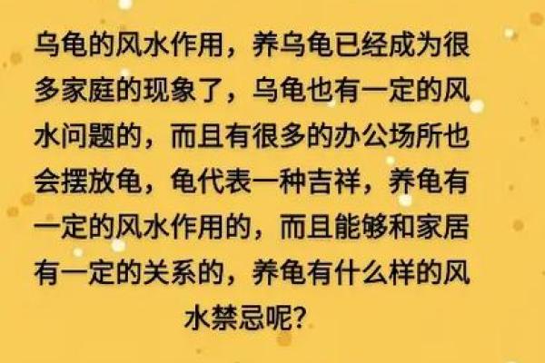 养龟风水_为什么卧室里面不能养乌龟