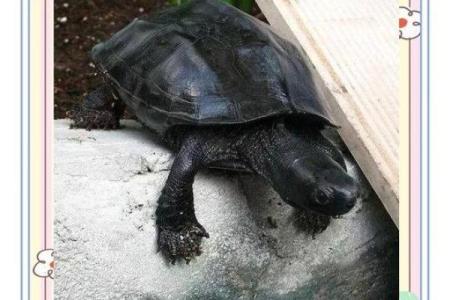 养龟风水_为什么卧室里面不能养乌龟