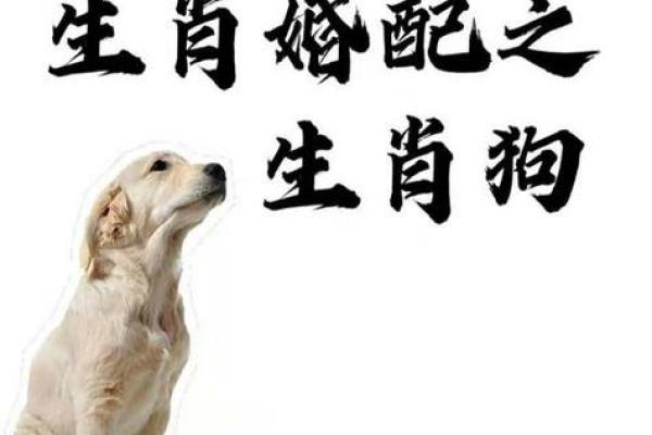 1982年属什么生肖多大年龄 1982年属什么生肖配对