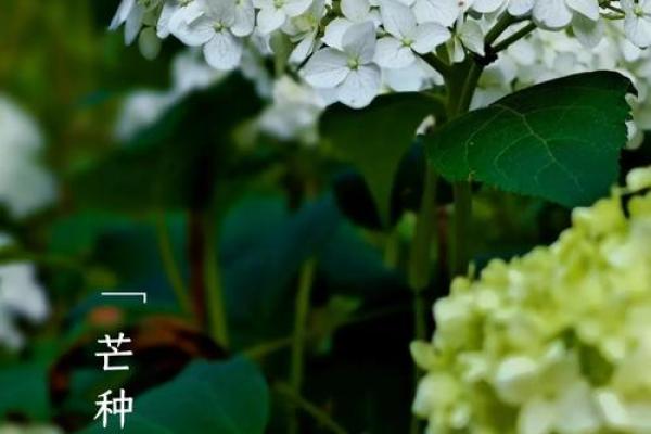 2024年芒种的财神方位在哪？芒种节气的三个物候现象