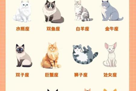 什么样的猫爪适合什么星座