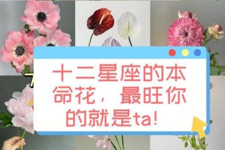 十二星座适合什么的花朵