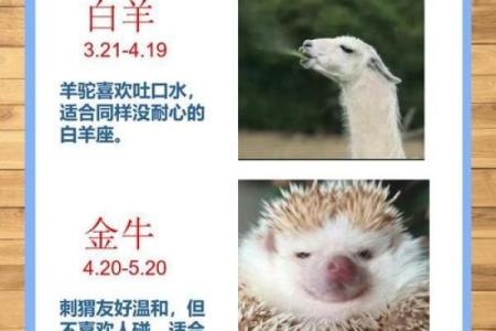 八字分析：如何看宠物是否适合你养？