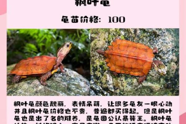 哪个生肖不宜养龟风水好不好