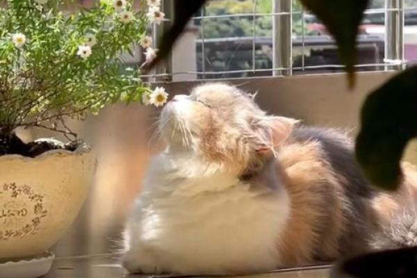 养猫风水