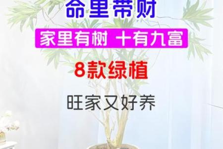 生肖属兔求财财神放哪个方向 养什么植物最旺财
