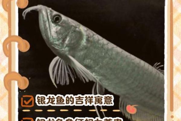 风水鱼养多少条比较好？
