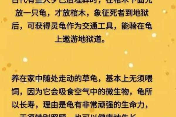 风水化煞龟选哪种如何选择适合自己的？