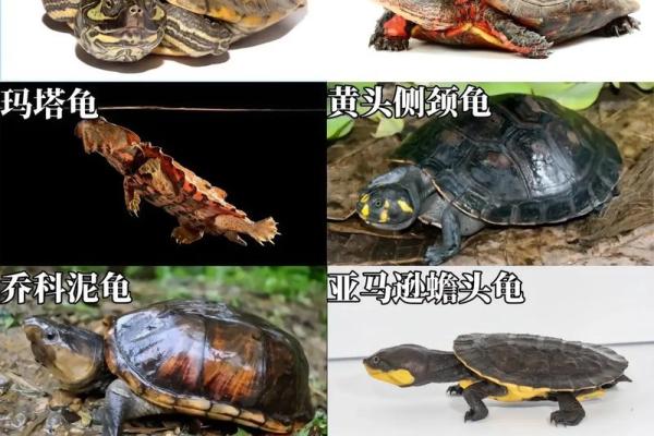 风水化煞龟选哪种如何选择适合自己的？