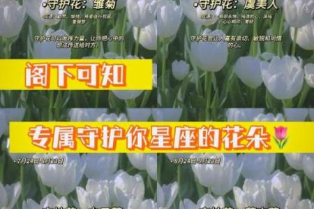 十二星座合适养什么绿植