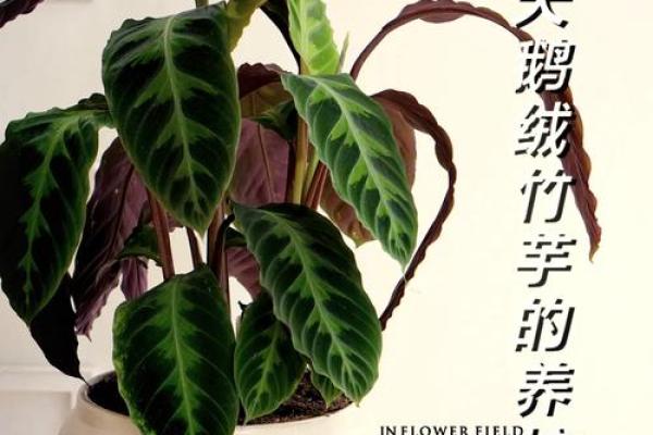 竹芋风水改善家庭空间气氛