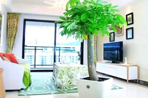 买了“发财树”，别把方位摆错