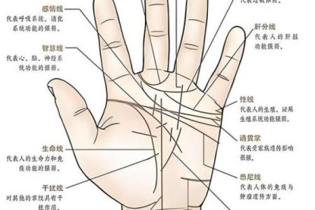 手型算命：金型手人的性格与命运