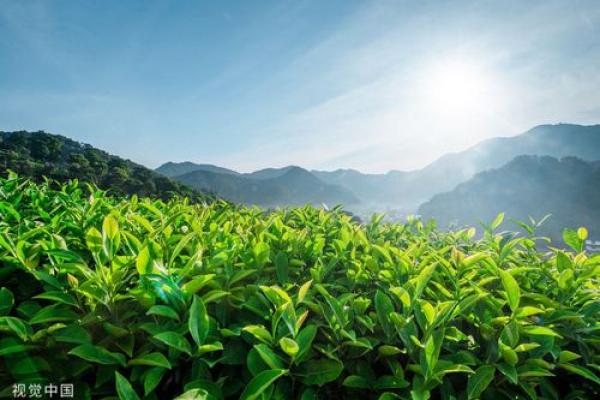 五指山算命哪里准 五指山算命哪里准