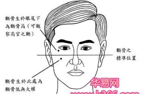 颧骨面相算命 颧骨面相算命
