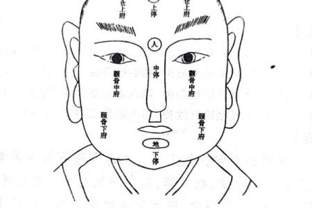 颧骨面相 颧骨面相算命图解