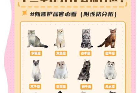12星座是适合什么样的宠物