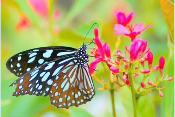 蝴蝶在房子边的风水 蝴蝶在房子边的风水