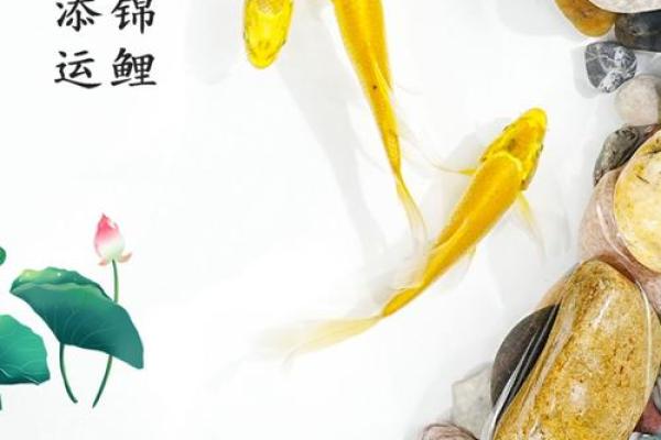 锦鲤风水_锦鲤养13条是什么意思