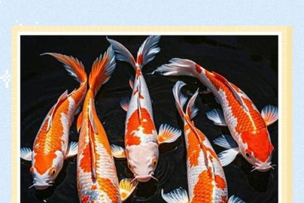 锦鲤风水_锦鲤养13条是什么意思