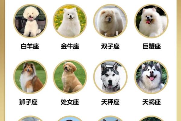 12星座应该养哪种狗狗 12星座应该养哪种狗狗