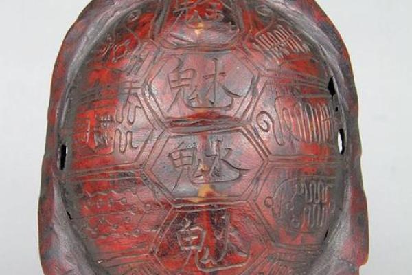 什么龟壳算命比较好