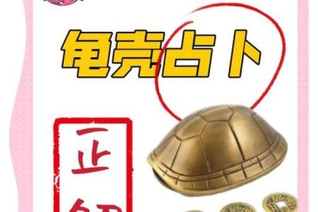 什么龟壳算命比较好