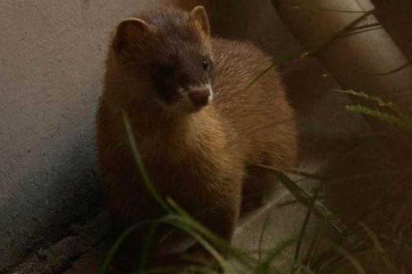 见了“黄大仙”，这事不一般，农民很为难